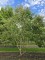 Afbeelding Zevenzonenboom - Heptacodium miconoides