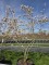 Afbeelding Krentenboompje - Amelanchier lamarckii