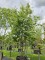 Afbeelding Perzisch IJzerhout - Parrotia persica