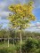 Afbeelding Doodsbeenderenboom - Gymnocladus dioica