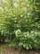 Afbeelding Vaantjesboom of Zakdoekjesboom - Davidia involucrata