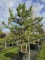 Afbeelding 3 stammige Oostenrijkse Den - Pinus nigra  subsp. nigra