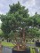 Afbeelding Dwerg Den - Pinus sylvestris 'Watereri'