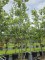 Afbeelding Steeneik - Quercus ilex