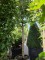 Afbeelding Zilverlinde - Tilia tomentosa 'Brabant'