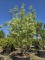 Afbeelding Japanse grootbloemige kornoelje - Cornus kousa 'Milky Way'
