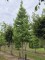 Afbeelding Amberboom - Liquidambar styraciflua 'Worplesdon'