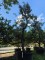 Afbeelding Stoofpeer - Pyrus communis 'Gieser Wildeman'