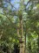 Afbeelding Grove Den hoogstam - Pinus sylvestris
