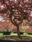 Afbeelding Japanse esdoorn - Acer palmatum 'Garnet'