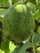 Afbeelding Reuzen walnoot - Juglans regia 'Lange van Lod'