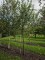 Afbeelding Notarisappel als hoogstamboom - Malus domestica 'Notarisappel'