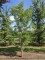 Afbeelding driebloemige esdoorn - Acer Triflorum