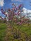 Afbeelding Magnolia Susan - Magnolia 'Susan'