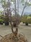 Afbeelding Papieresdoorn - Acer griseum