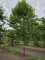 Afbeelding Zuilvormige haagbeuken op stam - Carpinus betulus 'Frans Fontaine'   (Fastigiata)
