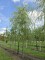 Afbeelding Treurwilg - Salix sepulcralis 'Chrysocoma'