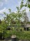 Afbeelding Zweedse Lijsterbes - Sorbus 'Intermedia'