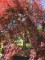 Afbeelding Japanse esdoorn - Acer palmatum 'Inaba Shidare'