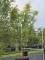 Afbeelding Japanse esdoorn - Acer palmatum 'Orange Dream'