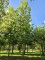Afbeelding Plataan - Platanus hispanica