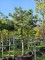 Afbeelding Oostenrijkse den - Pinus nigra subsp. Nigra