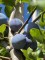 Afbeelding Hauszwetsche blauwe pruim - Prunus domestica Hauszwetsche