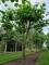 Afbeelding Plataan, Franse knotvorm - Platanus x hispanica