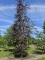 Afbeelding Rode beuk als solitair - Fagus sylvatica 'Atropunicea'