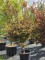 Afbeelding compact groeiende roodbladige Japanse esdoorn - Acer palmatum 'Twombley's Red Sentinel'