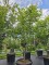 Afbeelding Japanse esdoorn 'Osakazuki - Acer palmatum 'Osakazuki