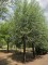 Afbeelding Hollandse knotwilg - Salix Alba