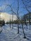 Afbeelding Treurwilg overhangende kroon - Salix x sepulcralis 'Chrysocoma'