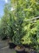 Afbeelding Schijncipres 'Wissel's Saguaro' - Chamaecyparis l. 'Wissel's Saguaro'