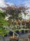 Afbeelding Japanse esdoorn - Acer palmatum 'Garnet'