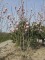 Afbeelding Magnolia - Magnolia 'Soulangeana'