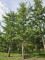 Afbeelding Tempelboom of Eendenpootboom - Ginkgo biloba