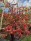 Afbeelding Perzisch IJzerhout - Parrotia persica