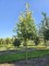 Afbeelding Groenblijvende laurierkers op stam - Prunus laurocerasus 'Novita'
