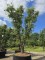Afbeelding Kurkeik - Quercus Suber