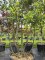 Afbeelding Steeneik - Quercus ilex