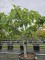 Afbeelding Vijg - Ficus carica