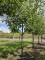 Afbeelding Notarisappel laagstam - Malus domestica 'Notarisappel'
