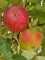 Afbeelding Ingrid Marie handappel - Malus domestica 'Ingrid Marie'