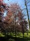 Afbeelding Rode beuk - Fagus sylvatica 'Atropunicea'