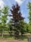 Afbeelding Rode beuk - Fagus sylvatica 'Atropunicea'