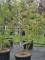 Afbeelding drietand esdoorn - Acer buergerianum