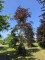 Afbeelding Rode beuk - Fagus sylvatica 'Atropunicea'
