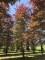 Afbeelding Rode beuk - Fagus sylvatica 'Atropunicea'
