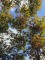 Afbeelding Japanse esdoorn - Acer palmatum 'Musashino'